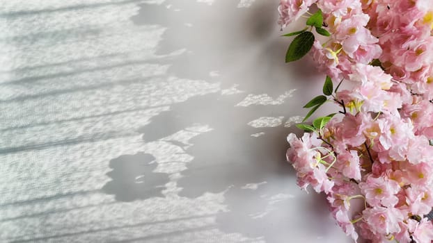 A branch with pink cherry blossom flowers on a white background. Texture, frame, copy space, background