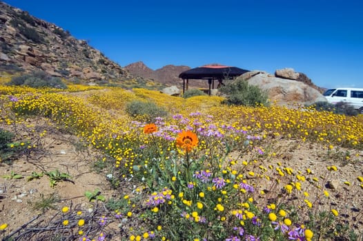 Wild flowers, a picnic site and a car  in the Goegap Nature Reserve near the town of Springbok