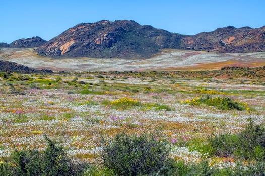 Fields of wild flowers with a mountain backdrop, at Goegap Nature Reserve near the town of Springbok
