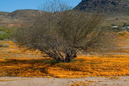 A field of orange daisies surrounds a small tree in Nababeep, a small mining town in the Northern Cape Namaqualand