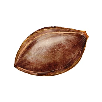 Apricot kernel watercolor. apricot kernel watercolor. Hand drawn fruit kernel isolated on white background. Clip art realistic botanical