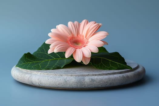 Pink gerbera flower blossom with green leaf and petals on a decorative table showcasing nature's beauty