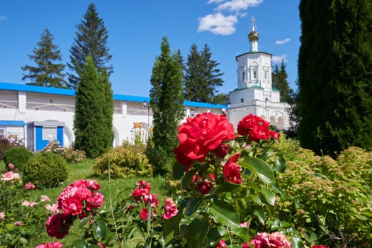 A brightly blooming red rose in the monastery garden in summer