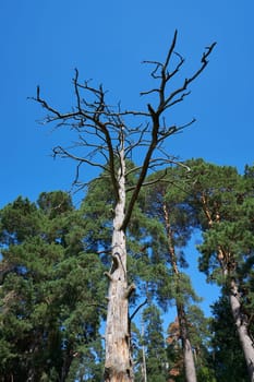 A withered pine tree in the forest against a blue sky on a sunny day