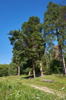 Summer landscape with tall pine trees, path and benches