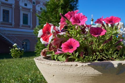 Petunia flowers in the monastery park on a clear summer day