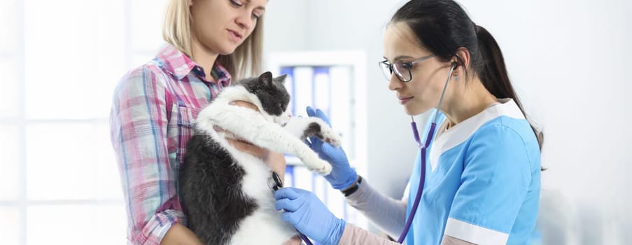 Portrait of woman doctor veterinarian checking cat with stethoscope. Calm domestic animal on appointment in clinic. Vet, health and checkup concept