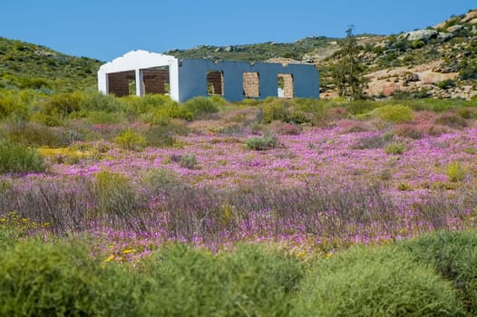 A ruin on the slope of a hill, between pink and purple wild flowers, on the Wildeperdehoek Pass in the Namaqualand National Park