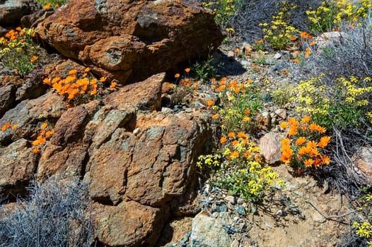 Orange and yellow wild flowers between rocks in the Namaqualand National Park near Hondeklipbaai
