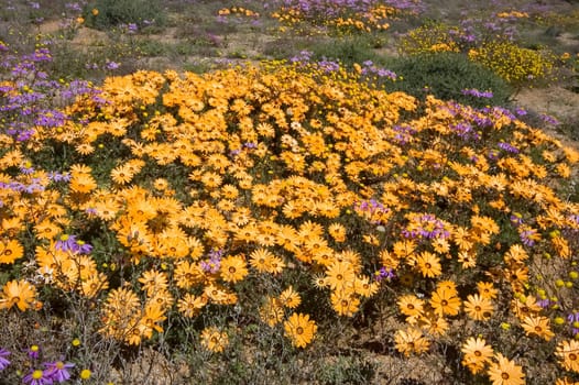 Orange and purple wild flowers in the Goegap Nature Reserve near the town of Springbok