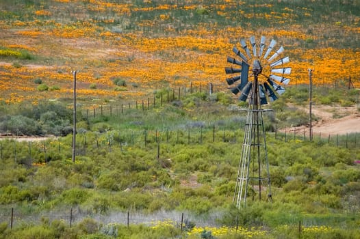 A water-pumping windmill against a backdrop of orange wild flowers, in the Northern Cape Namaqualand