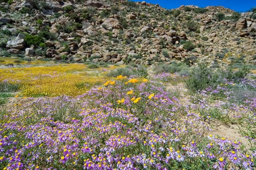 Wild flowers with a mountain backdrop at Goegap Nature Reserve near the town of Springbok