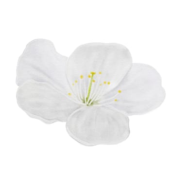Apricot flower watercolor. White blossom hand drawn watercolor illustration isolated on white background. Clip art botanical illustration. For designing cards and invitations for weddings, anniversaries and birthdays. High quality photo