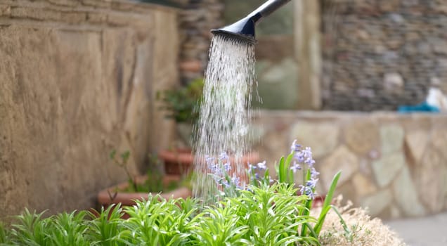 Close-up of watering flowers with a water can in the garden, rain effect. Gardening and growing flowers concept