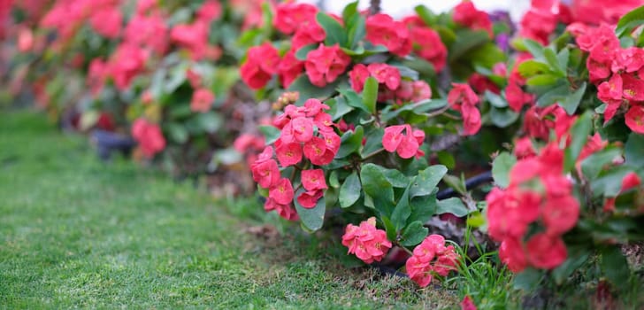 Close-up of pink spring flowers in garden, landscape design. Planting garden flowers. Purple blooming bougainvillea