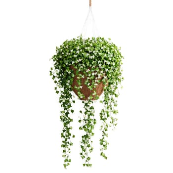 English Ivy small green leaves with white veins trailing down from a hanging basket with. Plants isolated on transparent background.