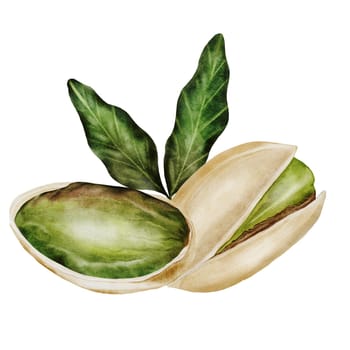 Pistachio watercolor. Hand drawn composition nut with shell isolated on white background. Realistic snack clip art. Ideal for logo, product packaging, banner. High quality photo