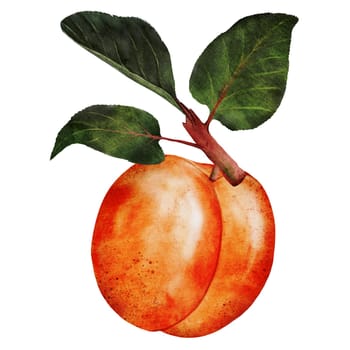 Apricot watercolor. Juicy illustration hand drawing of ripe fruit. Clip art on isolated white background. Ideal for logo, tags, stickers for natural food and cosmetics stores. High quality photo