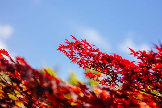 Colorful foliage at Eikando temple (Eikan-do) on a warm spring day in Kyoto, Japan