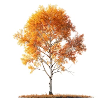Vibrant aspen tree with golden leaves in full autumn splendor, perfect for showcasing seasonal beauty and natural landscapes isolated