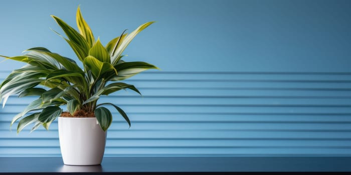 Green and yellow houseplant in a white pot on a table against a blue wall. Minimalist home decor, urban jungle concept. Copy space.