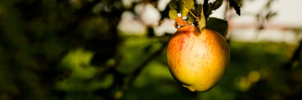 Ripe Apples in Orchard ready for harvesting, apple, leaf, harvest, ripe, red, tree branch, agriculture autumn background closeup