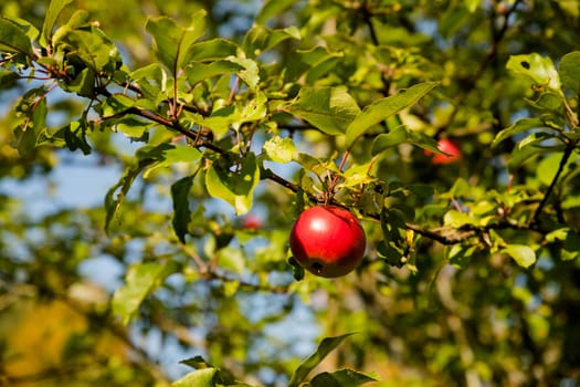 Ripe Apples in Orchard ready for harvesting, apple, leaf, harvest, ripe, red, tree branch, agriculture autumn background closeup