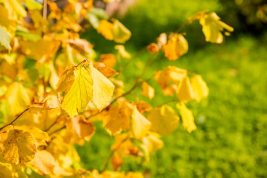 Autumn leaves after the rain. Autumn tree background. Yellow leaves close-up in fall season. Golden tree in sunlight.