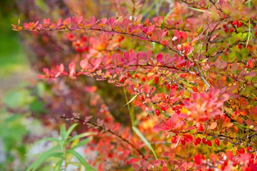 Decorative barberry. Adds beauty and color to any landscape Drought tolerant and low maintenance