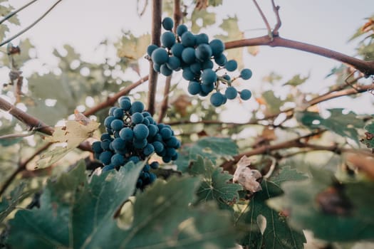Ripe, dark grapes hang from a vine in a close-up shot, showcasing the natural beauty of a vineyard.