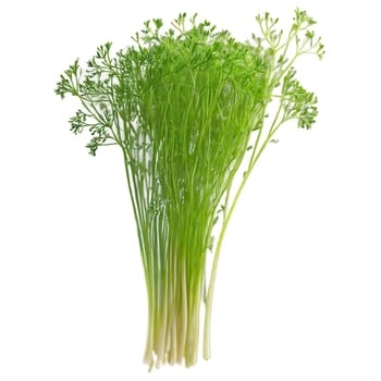 Fennel microgreens Foeniculum vulgare wispy green fronds with a hint of bronze elegantly unfurled Microgreen. Microgreen isolated on transparent background.