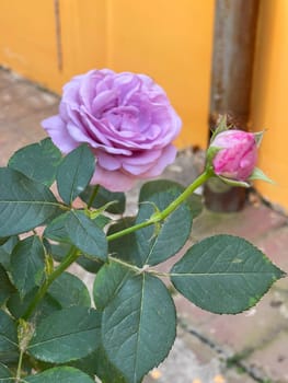 Rose Garden on a sunny day
