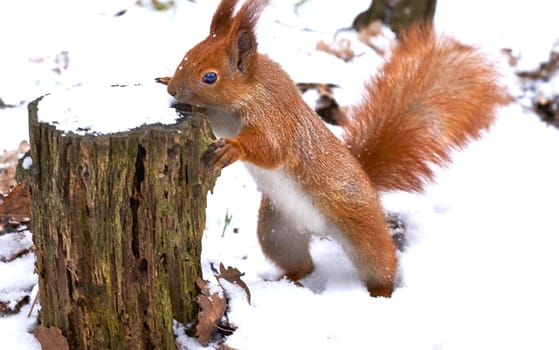 an agile tree dwelling rodent with a bushy tail, typically feeding on nuts and seeds. Brown red ginger squirrel on brown snow tree trunk