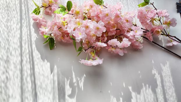 A branch with pink cherry blossom flowers on a white background. Texture, frame, copy space, background