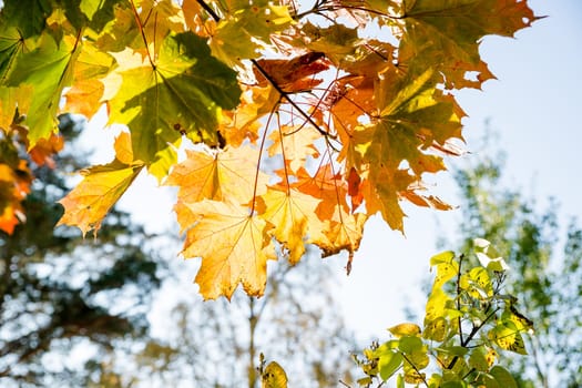 Fall season. Blurred background with autumn forest. Sunny fall backdrop with fallen leaves.