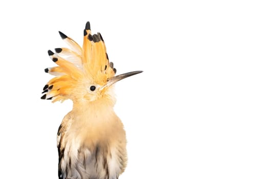 bird with a tuft on its head, hoopoe, isolated on white, wildlife