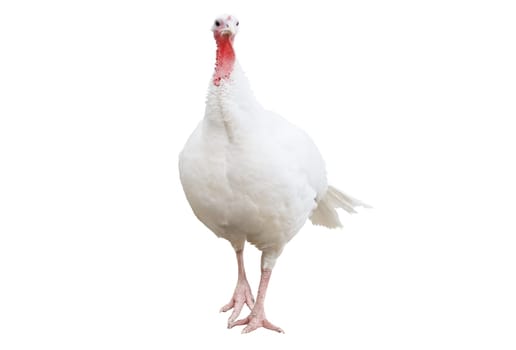 full length turkey isolated on white , Thanksgiving Day
