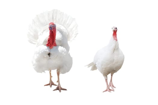 he and she turkey isolated on white , Thanksgiving Day