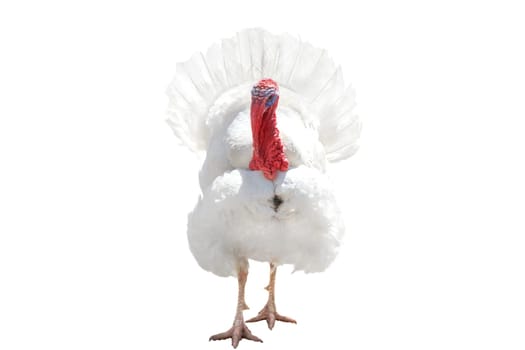 turkey in full growth isolated on white , Thanksgiving Day