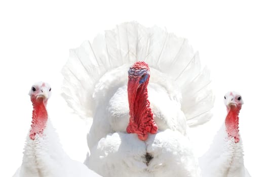 turkey with turkey babes isolated on white , Thanksgiving Day