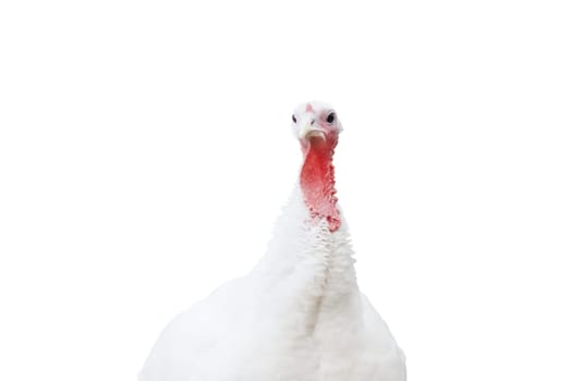 White turkey close up portrait isolated on white , Thanksgiving Day