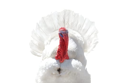 white turkey close-up portrait isolated on white , Thanksgiving Day