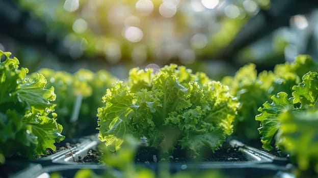 Close up of vibrant green lettuce growing hydroponically in a greenhouse, illuminated by warm sunlight.  Concept of sustainable agriculture, healthy eating, and local produce.
