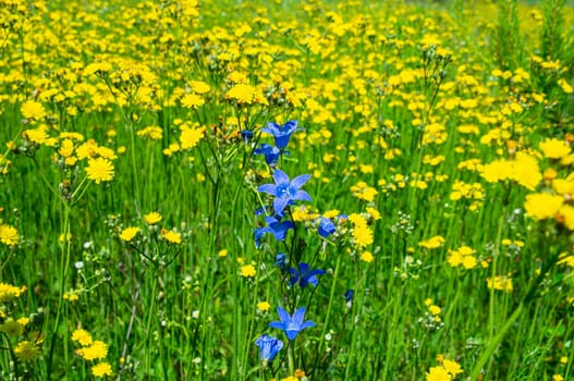 Australian bluebell on yellow dandelion flowers background. Wahlenbergia gloriosa. Royal bells plant. Asteraceae flowers. Yellow dandelions on the field. Beauty of nature. Background image.