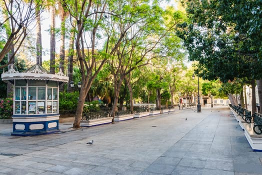 Plaza de Mina square with colossal trees in Cadiz city