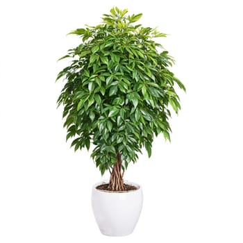 Schefflera glossy green palmate leaves growing upright in a tall white ceramic pot with a. Plants isolated on transparent background.