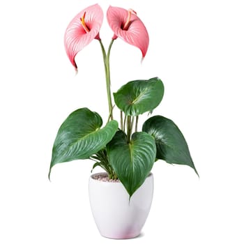 Flamingo Flower plant with glossy green leaves and pink heart shaped flowers in a modern. Plants isolated on transparent background.