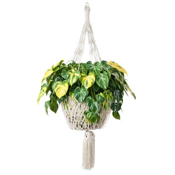 Philodendron Brasil trailing plant with green and yellow variegated heart shaped leaves in a hanging. Plants isolated on transparent background.