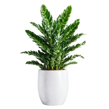 ZZ Plant dark green glossy leaves growing in a zigzag pattern sprouting from a sleek. Plants isolated on transparent background.