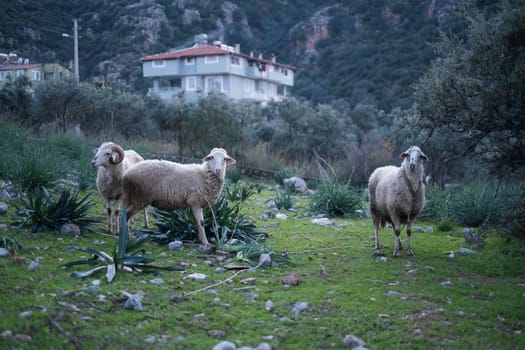 Sheeps in a meadow on green grass. Flock of sheep grazing in a hill. High quality photo